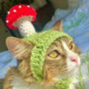 Meet your Posher, Lacy